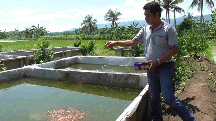 Berangkat dari Hobi, Warga Sukasari Ciamis Sukses Budidayakan Ikan Koi - Harapan Rakyat