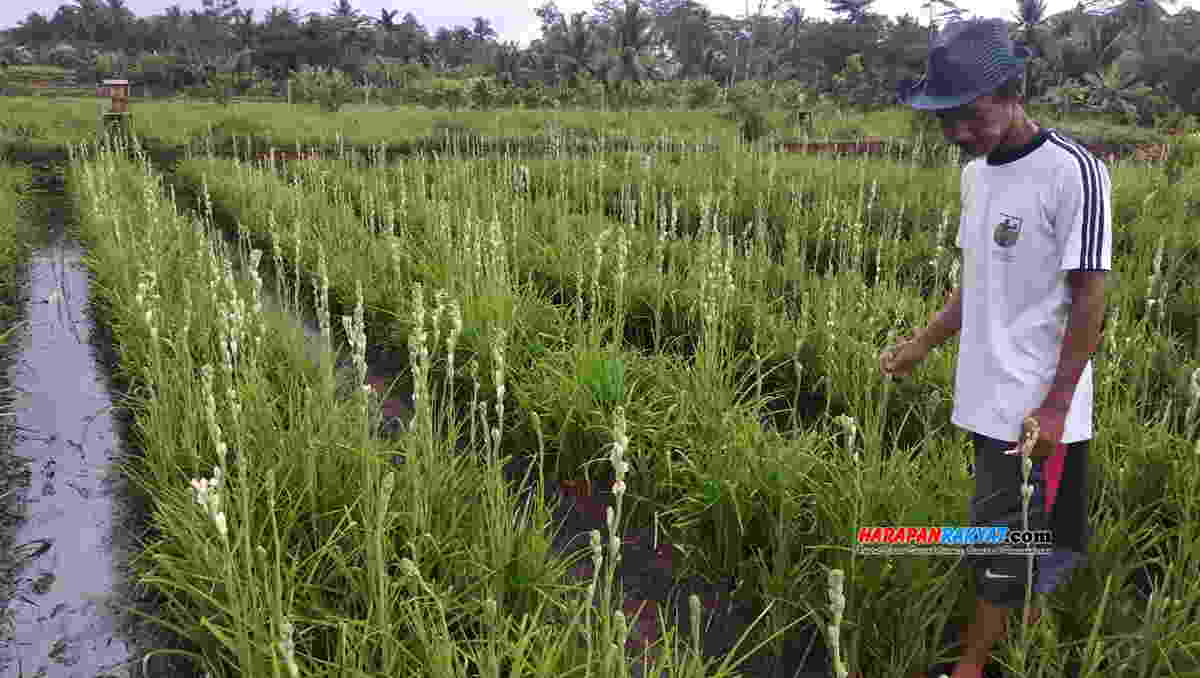 Lokasi Budidaya Bunga Sedap Malam Di Ciamis Ini Bakal Dibangun Tempat Wisata Harapan Rakyat Online