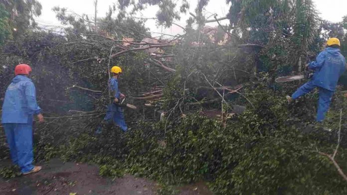 Di Pangandaran, Pohon Tumbang Tutupi Badan Jalan