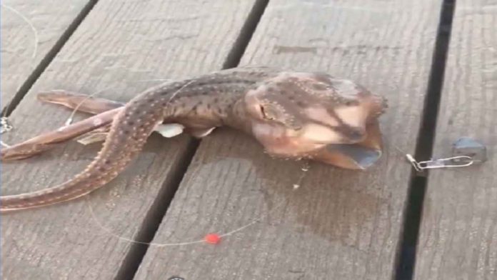 ikan berwajah alien