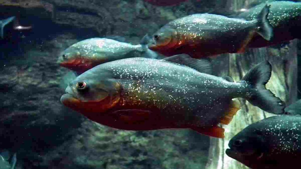 Ikan Paling Berbahaya di Dunia