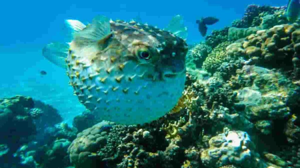 Ikan Paling Berbahaya di Dunia