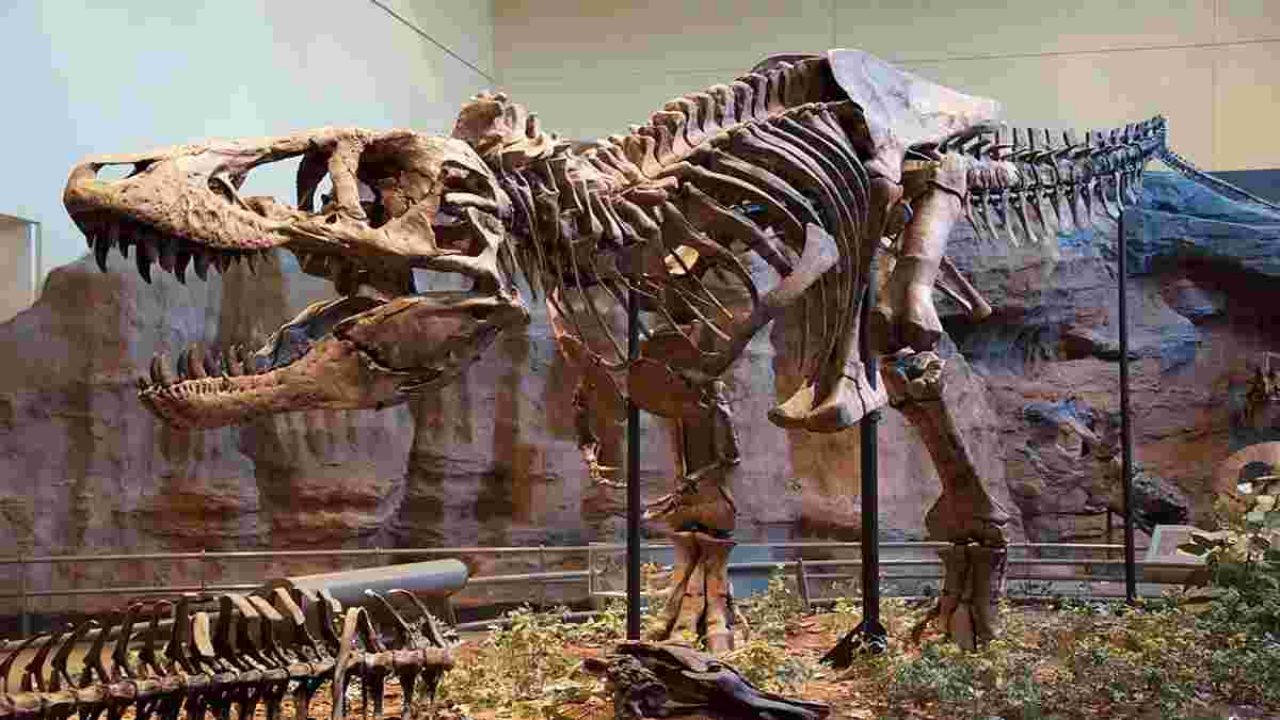 Kenapa Tak Ditemukan Fosil Dinosaurus Di Indonesia Simak
