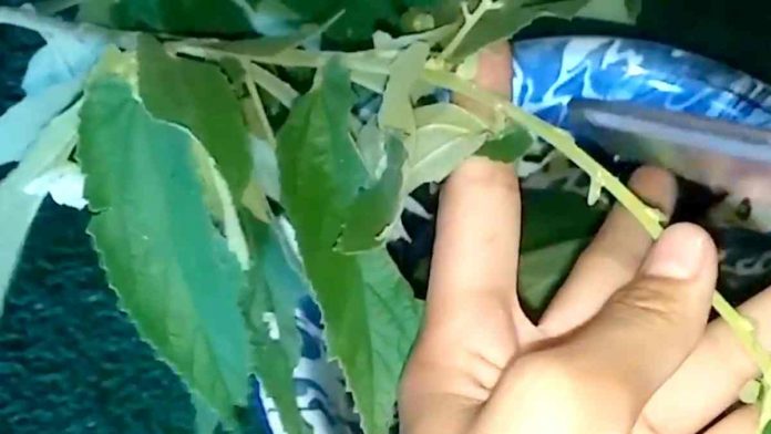 Khasiat Daun Kersen untuk Kesehatan