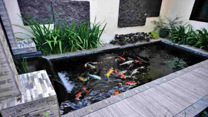 Kolam Ikan Minimalis yang Menginspirasi Hunian Anda