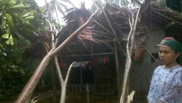 Lagi, Akibat Hujan Angin, Rumah Warga Pangandaran Tertimpa Pohon Tumbang