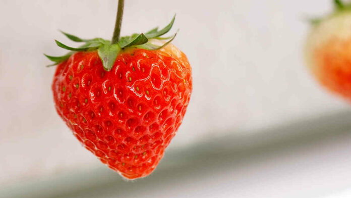 Manfaat Buah Strawberry di Balik Kelezatannya, Sangat Berlimpah!