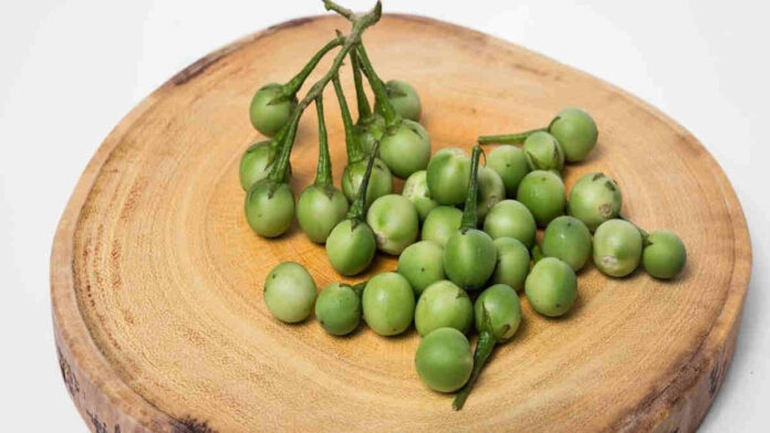 Manfaat Buah Takokak, Ampuh Obati Asam Urat hingga Stroke