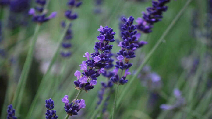 Manfaat Bunga Lavender Selain Usir Nyamuk, Apa Saja