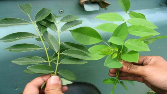Manfaat Daun Kalikiria, Atasi Berbagai Penyakit hingga untuk Kecantikan!