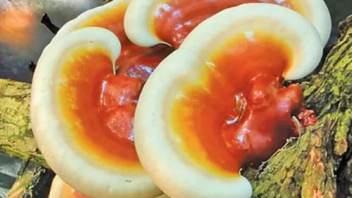 Manfaat Jamur Ganoderma, Obat Herbal Berbagai Penyakit