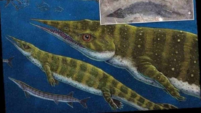 Penemuan Fosil Thalattosaurus
