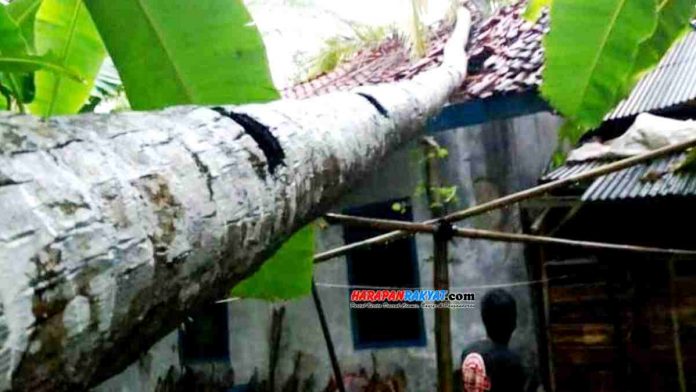 Pohon kelapa tumbang menimpa rumah milik Pitno, warga Dusun Karangsari, RT. 28, RW. 02, Desa Cikaso, Kecamatan Banjaranyar, Kabupaten Ciamis.