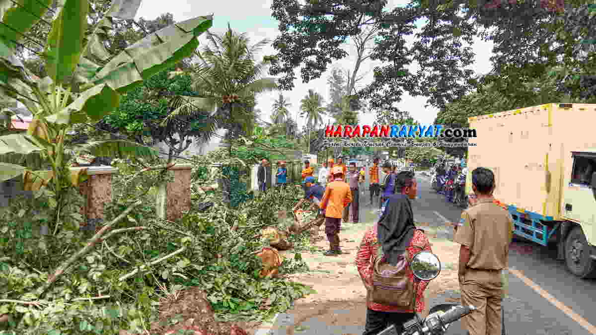 Satu Orang Terluka Tertimpa Ranting  Pohon  Ukuran Besar  di 