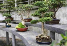 Taman Rumah dengan Bonsai