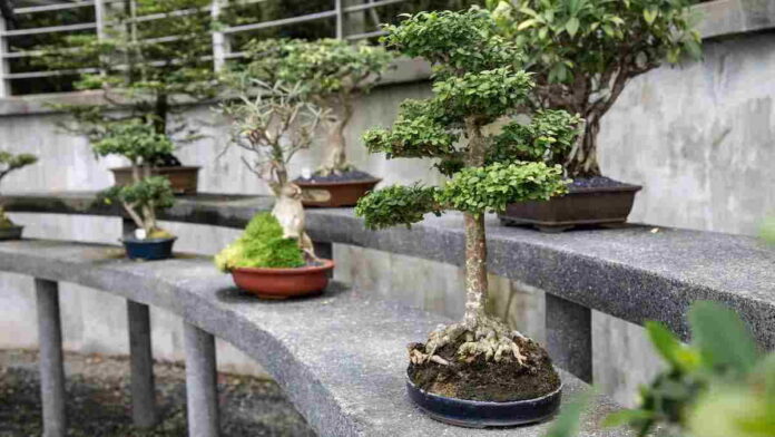 Taman Rumah dengan Bonsai