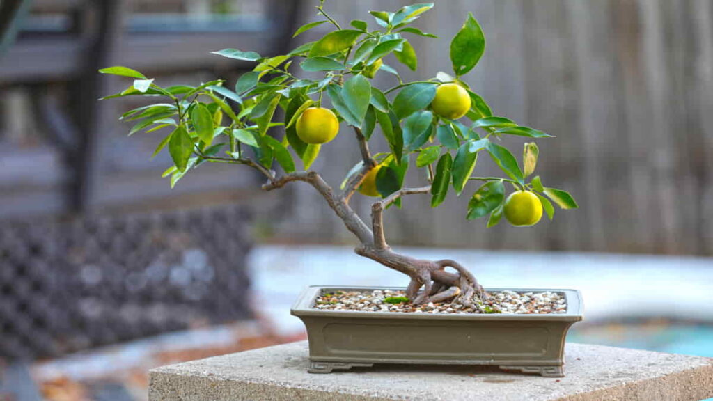 Taman Rumah dengan Bonsai