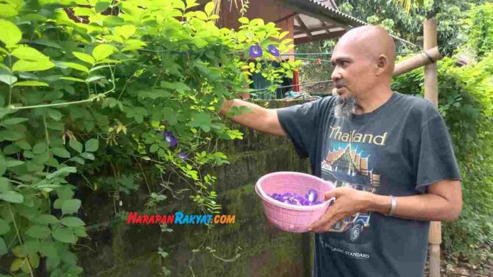 teh bunga telang