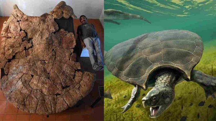 Temuan Fosil Stupendemys Geographicus
