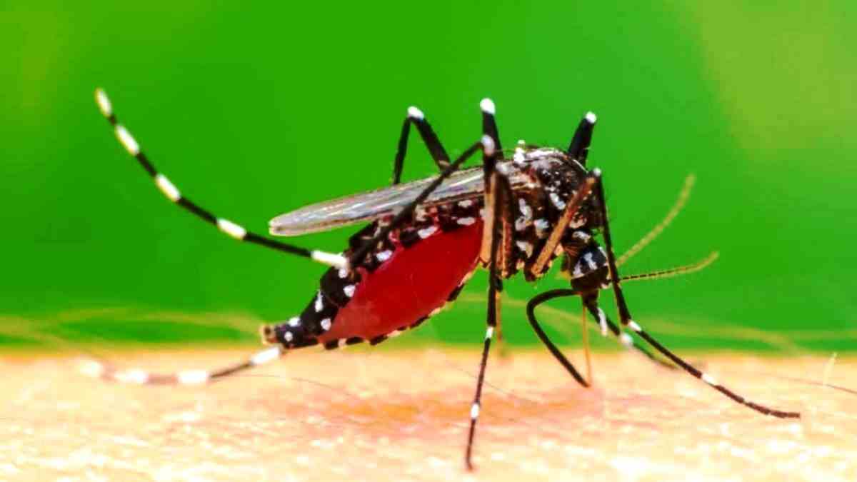 Paling Populer 10 Gambar Nyamuk  Aedes  Aegypti Sugriwa 