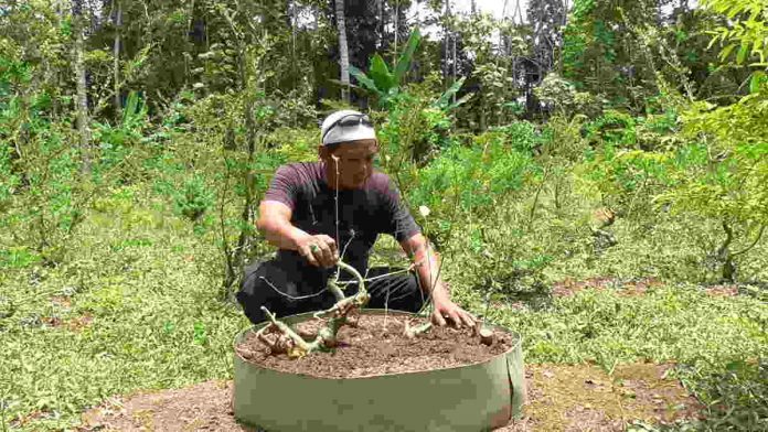 Warga Banjarsari Dulang Uang dari Bonsai