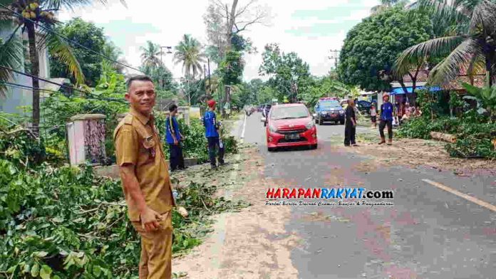 mengevakuasi pohon besar