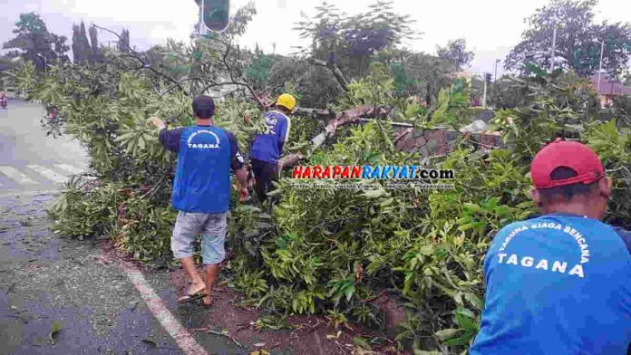 pohon tumbang di pangandaran
