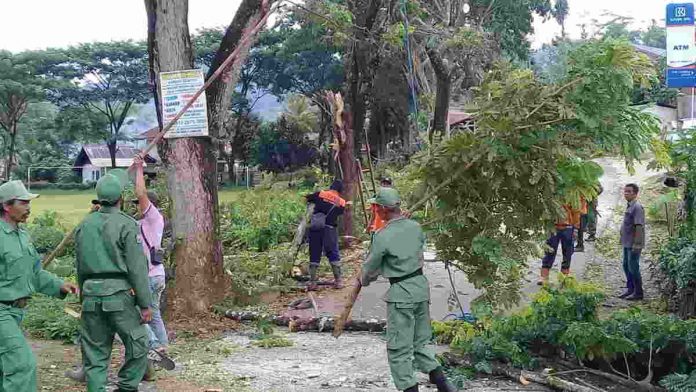 Antisipasi Pohon Tumbang, Pemdes Bangunjaya Pangandaran Lakukan Penebangan Pohon