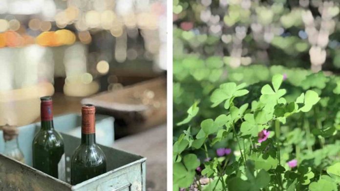 Aplikasi Foto Bokeh