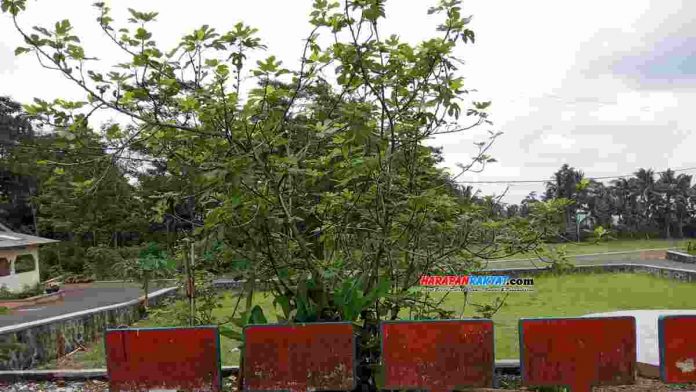 Buah Tin