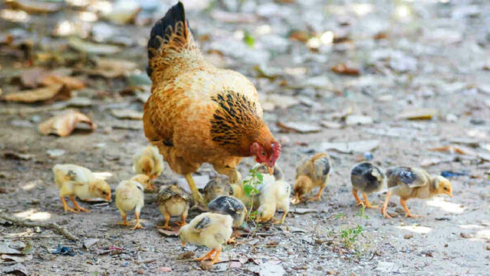 Budidaya Ayam Kampung, Cek Panduan Lengkapnya