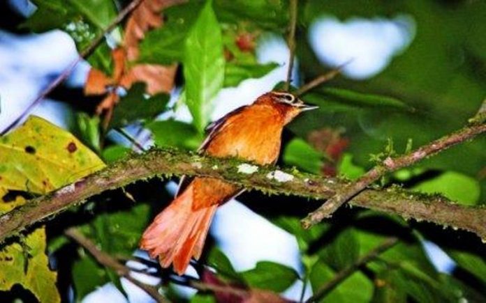 Burung Paling Langka di Dunia ini Nyaris Punah!