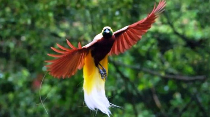 Burung Tercantik di Dunia Diantaranya dari Indonesia