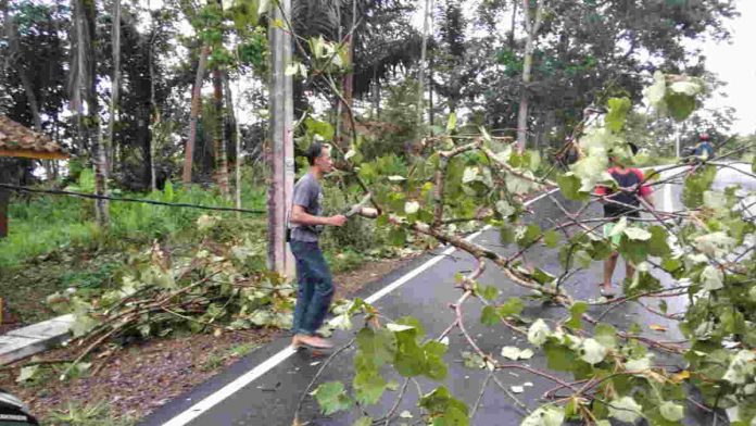 Desa Handapherang Ciamis Dilanda Puting Beliung, Banyak Pohon Tumbang ke Badan Jalan