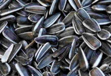Efek Makan Kuaci Terlalu Banyak