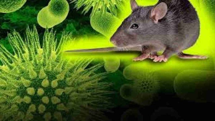 Hantavirus, Virus Tikus yang Bikin Panik Setelah Corona