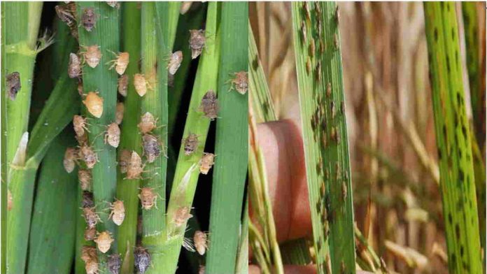 Hektaran Sawah di Sukadana Ciamis Diserang Hama Wereng