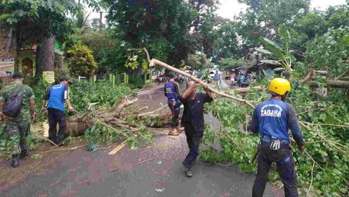 Hujan Disertai Angin, BPBD dan Tagana Pangandaran Imbau Warga Tingkatkan Kewaspadaan