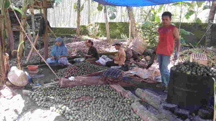 Jelang Ramadan, Perajin Kolang-Kaling di Pamarican Ciamis Bermunculan