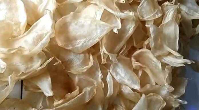 Manfaat Gelembung Ikan