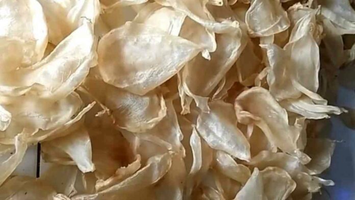 Manfaat Gelembung Ikan