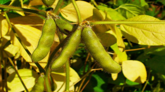 Manfaat Kacang Kedelai, Camilan Sehat yang Kaya Nutrisi