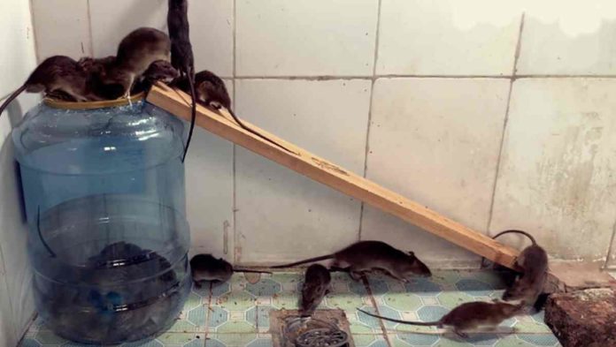 Mengusir Tikus Paling Ampuh