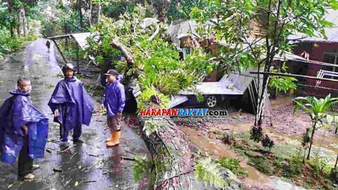 Pohon Mahoni Tumbang Timpa Rumah