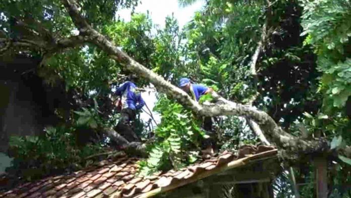 Rumah Warga Banjarsari Ciamis Tertimpa Pohon Tumbang