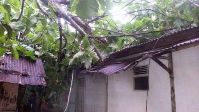 Rumah Warga Pamarican Ciamis Tertimpa Pohon Jati