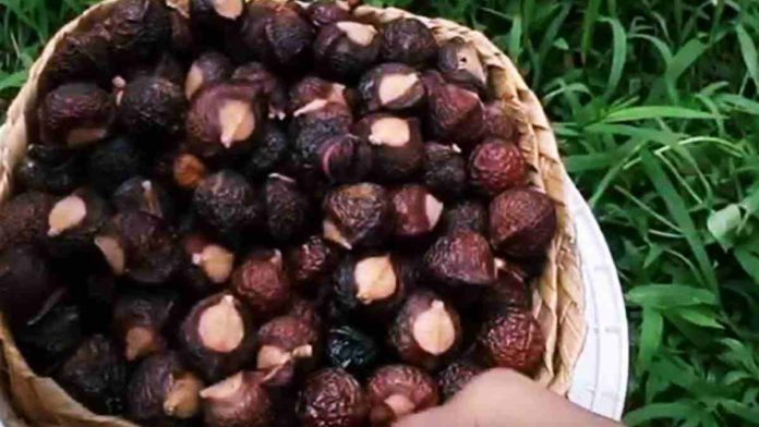 Sabun Cuci Alami