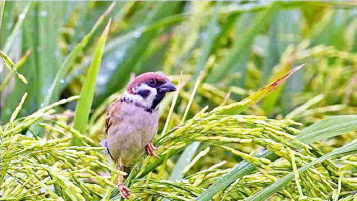 Serangan Hama Burung Pipit Mengganas, Petani di Ciamis Menjerit