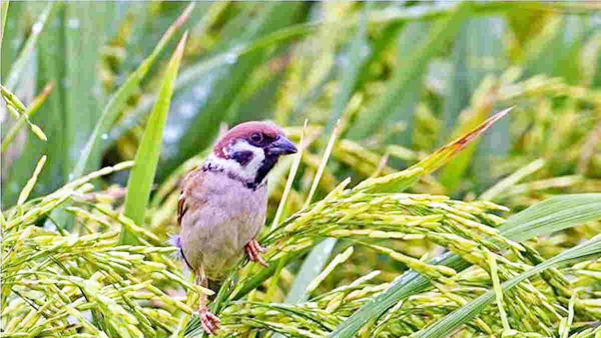 Serangan Hama Burung  Pipit  Mengganas Petani di Ciamis 