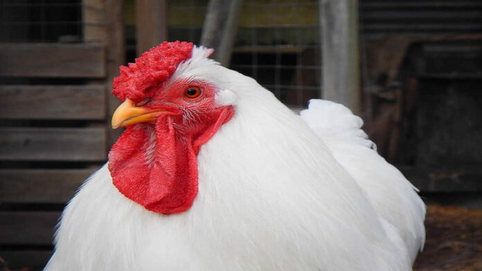 Ternak Ayam Potong yang Menguntungkan, Berikut Ini Caranya!